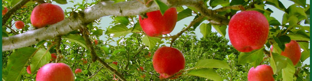 Apple orchard