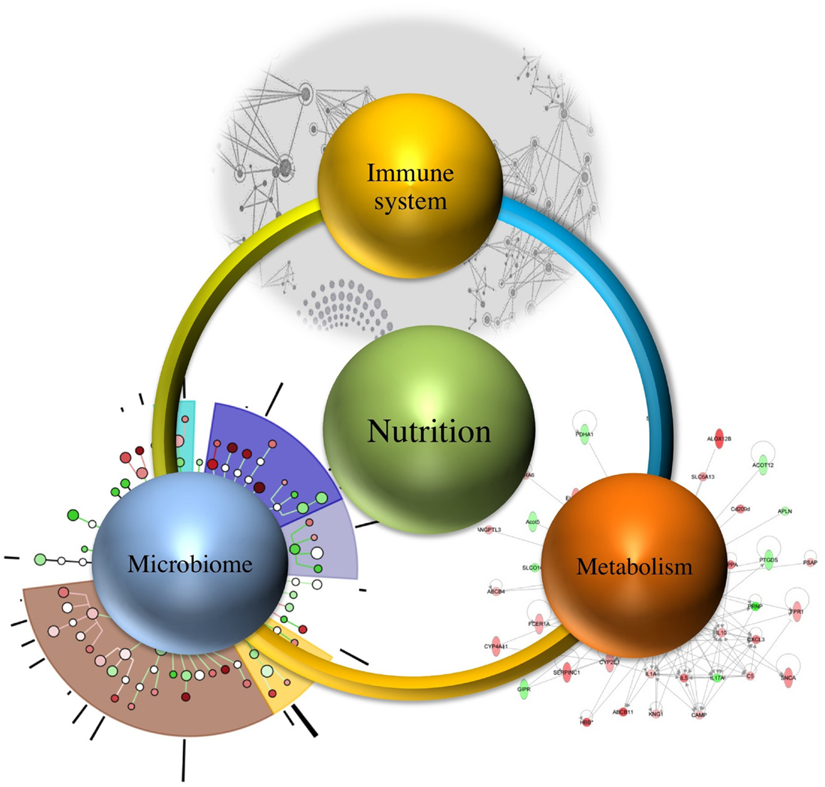 Personalized Diet Based On Your Gut Bacteria - Gut Harmony